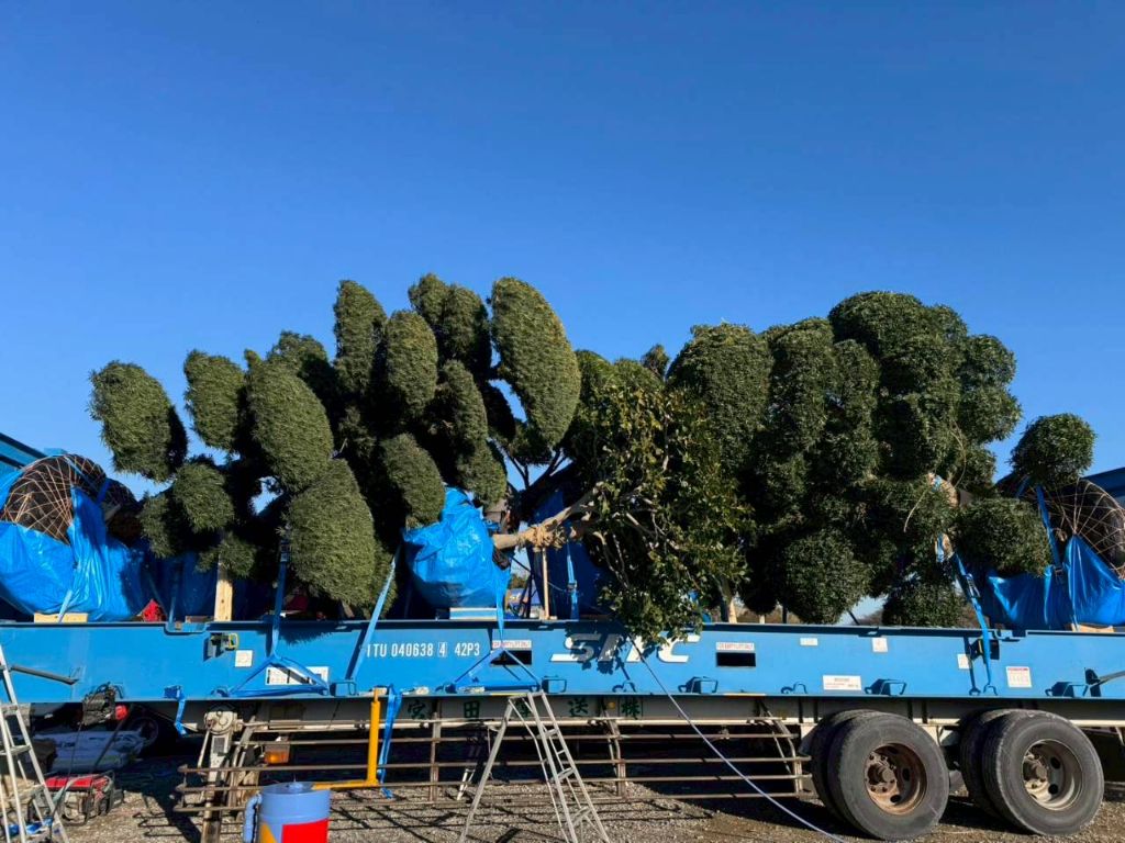 Tree Purchase and Export — Specimen Trees Transport